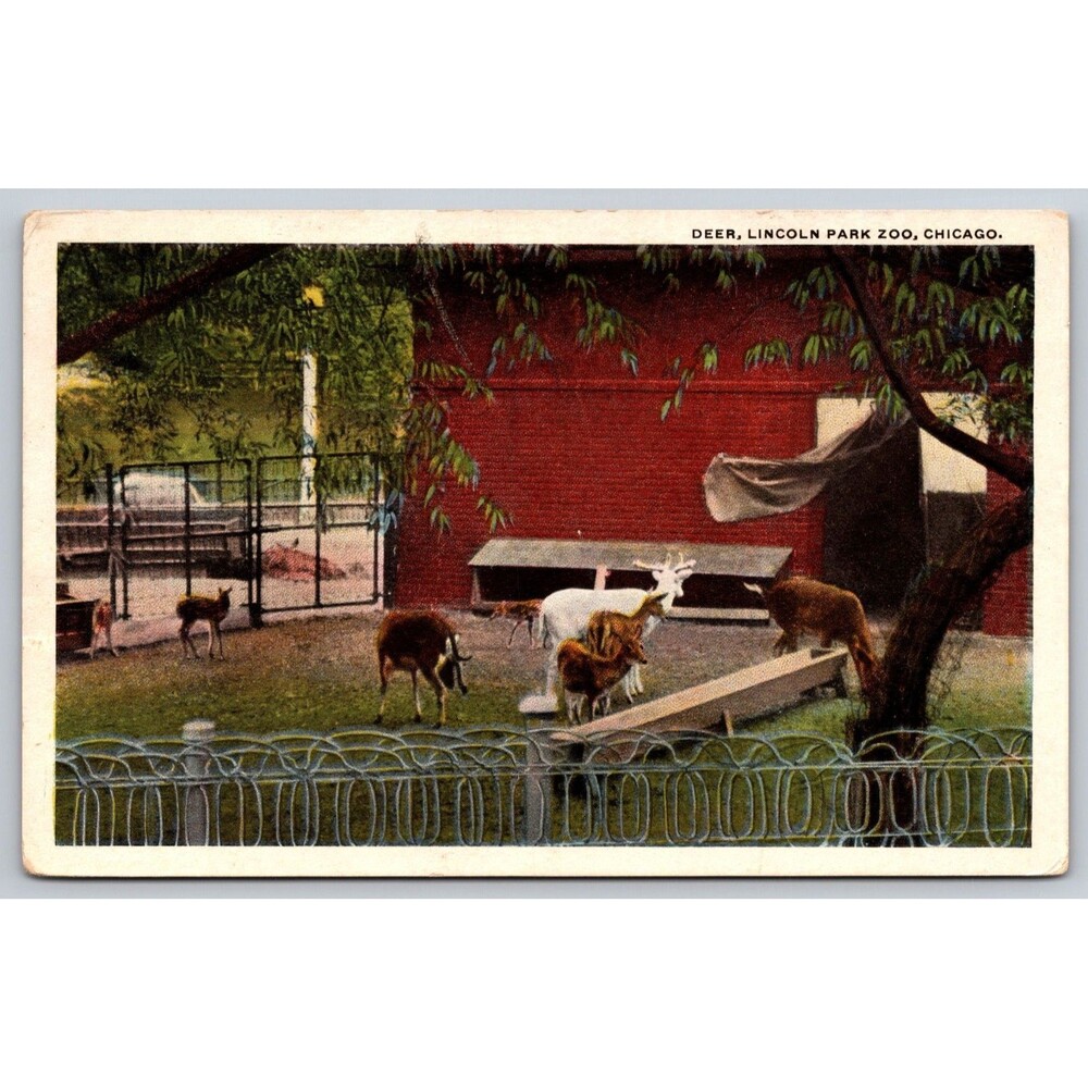Postcard Illinois Chicago Deer in Lincoln Park Zoo Posted 1917 IL White Border